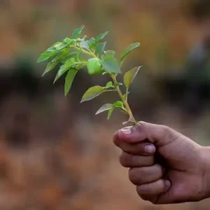 비아그라 사이트 정보 분석