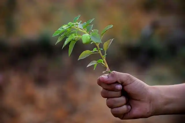 비아그라 사이트 정보 분석